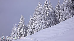F041798: Tief verschneiter Wald im Binntal