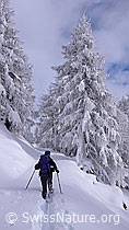 F041814: Schneeschuhläuferin unterwegs in verschneiter Landschaft
