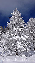 F041841: Frisch verschneite Lärche