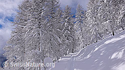 F041856: Frisch verschneite Lärchen