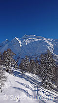 F041910: Winterliche Bergwelt mit Lärchenwald und Spur