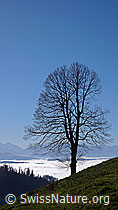 F042315: Baum vor Nebelmeer