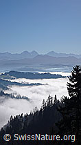 F042326: Blick über Nebelmeer zu Eiger, Mönch und Jungfrau