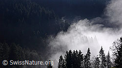 F042340: An der Nebelgrenze