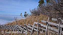 F042877: Zaun