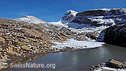 F043179: Häxeseeli, Wildgärst, Schwarzhorn