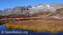 F043368: Herbstfarben in Moorlandschaft mit Bergsee