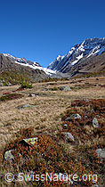 Photo: Moorlandschaft Grund