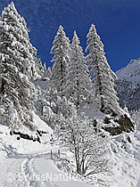 F044128: Schneeschuhspur auf Wanderweg