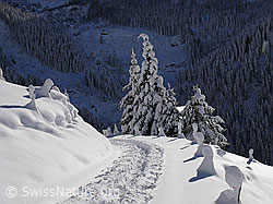 F044143: Wanderweg mit Spur im Neuschnee