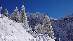 F044200: Verschneite Lärchen und Schneeschuhspur