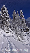 F044206: Schneeschuhtrail und verschneite Lärchen