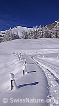 F044223: Zaun und Spur im Neuschnee