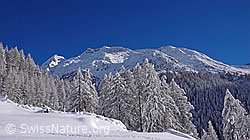 F044232: Berge, Lärchenwald und Schnee
