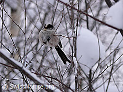 Photo: Schwanzmeise