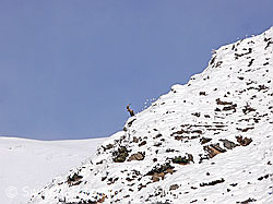 F044400: Steinbock auf Gratkante