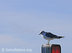 Foto: Silbermöwe