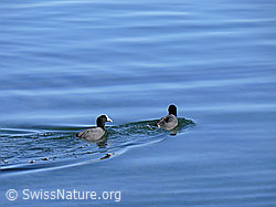 Photo: Coot, latin: Fulica atra