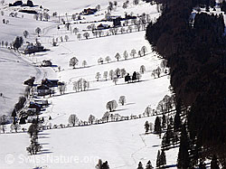F045006: Winterlandschaft mit Baumreihen