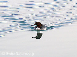 Foto: Gänsesäger (Mergus merganser) mit Spiegelung und Wellen