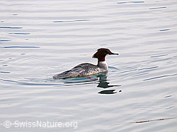 Foto: Gänsesäger (Mergus merganser)