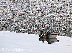Photo: Stockenten