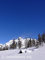 F045467: Eingeschneite Hütte am Waldrand