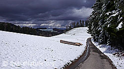 F045823: Waldrand und dramatische Wolkenstimmung