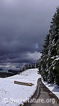 F045824: Waldrand und Wolkenstimmung