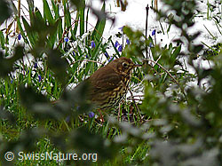 Singdrossel (Turdus philomelos) (F045863) Singdrossel (Turdus philomelos) (F045863)