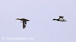 Photo: Stockenten im Flug