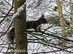 Photo: Eichhörnchen (Sciurus vulgaris)