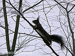 Photo: Eichhörnchen (Sciurus vulgaris)