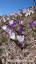 F046360: Frische Krokusse