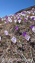 F046365: Bergwiese mit Krokussen