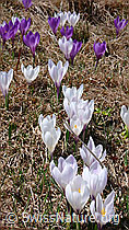 F046372: Frühlingsbild mit Krokus