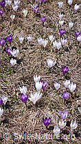 F046382: Krokus, Frühlingsbote