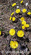 F046389: Huflattich