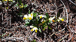 Foto: Buchsblättrige Kreuzblume