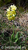Photo: Waldschlüsselblume