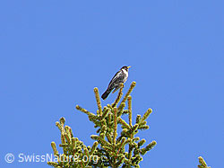 Foto: Ringdrossel (Turdus torquatus) auf Tannenwipfel