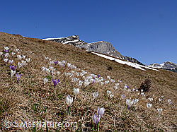 F046462: Krokusse und Berge