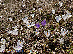 F046494: Bergfrühling: Krokuswiese