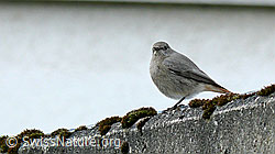 Photo: Gartenrotschwanz