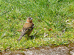 Foto: Buchfink