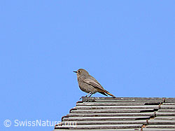 Photo: Rotschwanz auf Dachfirst