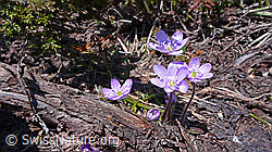 Foto: Bergfrühling: Leberblümchen