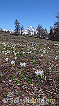 F047040: Krokuswiese