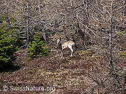 Photo: Reh auf Waldlichtung