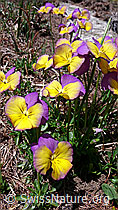 F047392: Farbige Stiefmütterchen